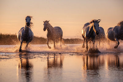 Horses running in lake during sunset