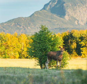 Horse on field against mountain