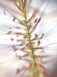 Close-up of plant against sky