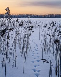 Snow covered plants against sky during sunset