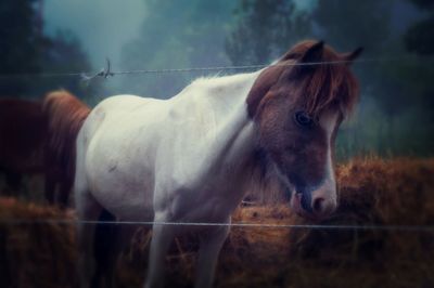 Horses standing on field