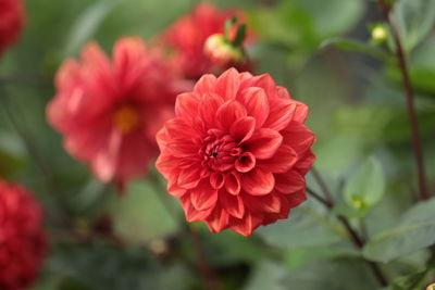 Close-up of red flowering plant in park