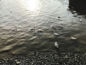 High angle view of birds in lake