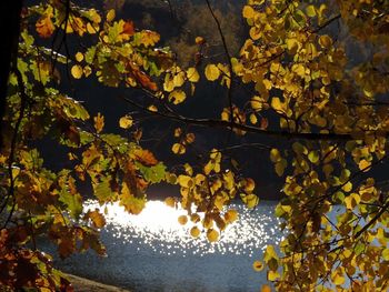 Reflection of trees on lake during autumn