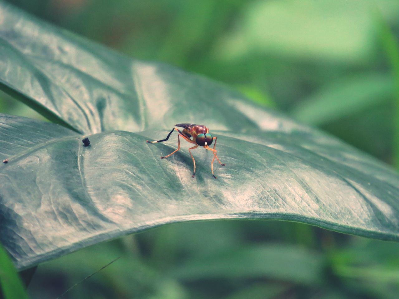 CLOSE-UP OF ANTS ON LEAF