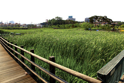 View of crop in field