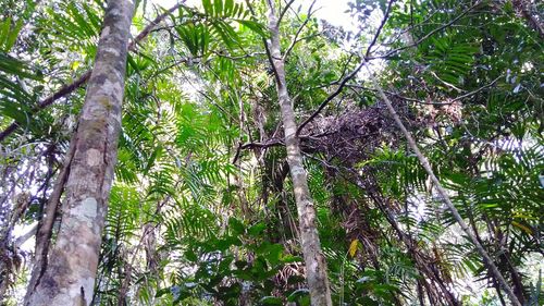 Low angle view of trees in forest