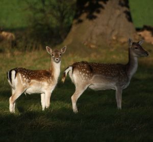 Deer standing on field