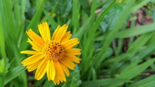 Close-up of yellow flower