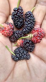 High angle view of hand holding berries