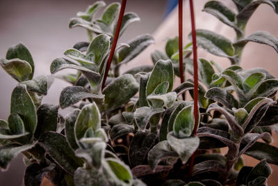 Close-up of succulent plant