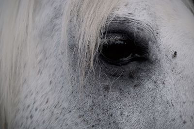 Close-up of horse