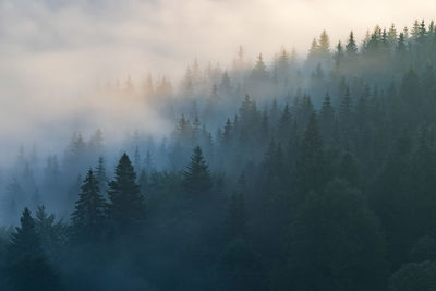 Trees in forest against sky