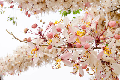 Close-up of cherry blossoms in spring