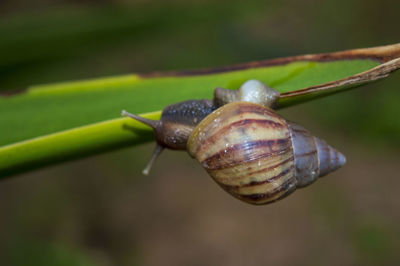 Close-up of snail on plant