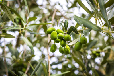 Close-up of fruit growing on tree