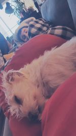 Close-up of dog sleeping