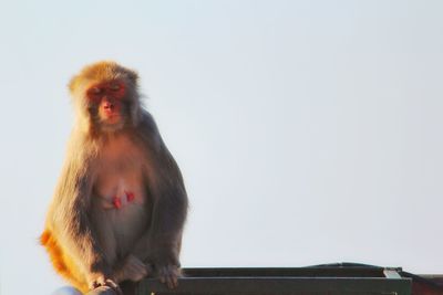 Low angle view of monkey sitting against clear sky