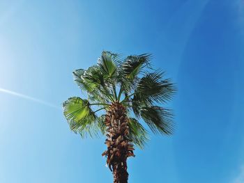 Low angle view of coconut palm tree against clear blue sky