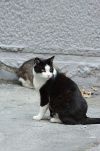Portrait of black cat sitting on street