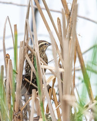 Close-up of bird perching on branch