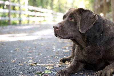 Close-up of dog