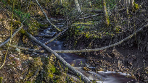 River flowing amidst trees in forest