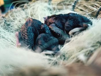 Close-up of a sleeping cat