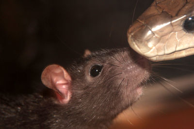 Close-up of cat against gray background