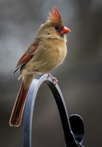 Close-up of bird perching outdoors