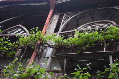 Potted plants in greenhouse