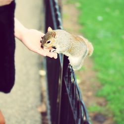 Cropped hand of person feeding squirrel on fence at park