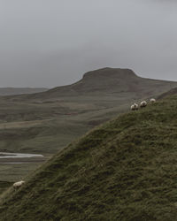 Icelandic sheep on a hillside