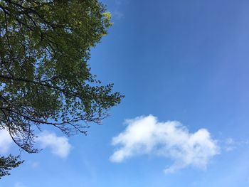 Low angle view of tree against blue sky