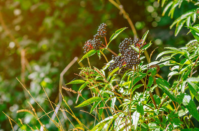  elderberry, black, european elderberry. autumn, late summer. medicinal plants. coronavirus treatment