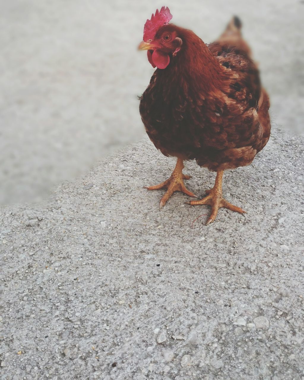 animal themes, one animal, animals in the wild, wildlife, bird, full length, focus on foreground, domestic animals, nature, two animals, rock - object, side view, day, zoology, outdoors, livestock, close-up, brown, no people, mammal