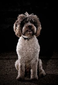 Portrait of dog on field