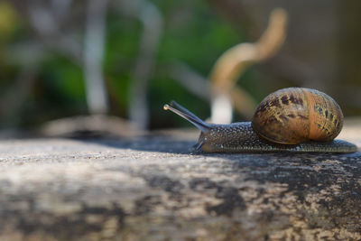 Close-up of snail