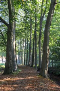 Walkway amidst trees in forest