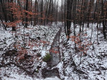 Trees in forest during winter