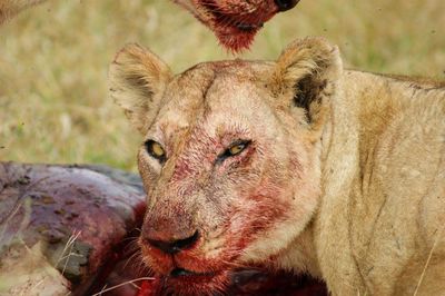 Close-up of lion feeding