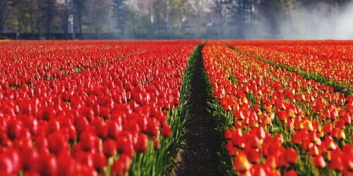 View of red tulips on field