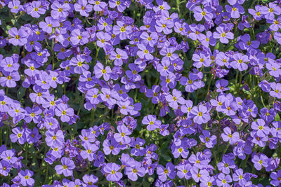 Full frame shot of purple flowering plants