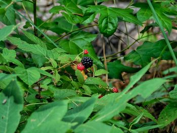 Close-up of ladybug on plant