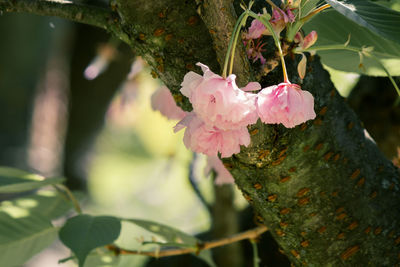 Close-up of pink cherry blossoms in spring