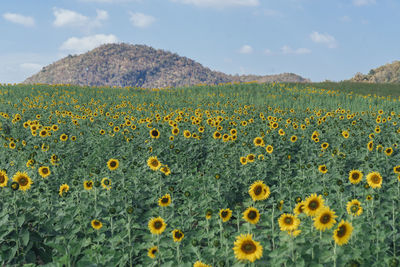 Scenic view of sunflower field against sky