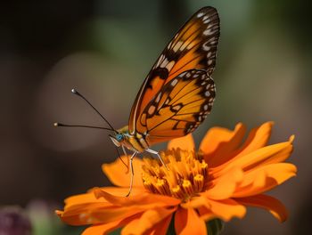 beauty in nature