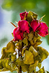 Close-up of wilted rose plant