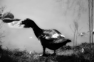 Close-up of bird in lake