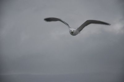 Close-up of bird against sky